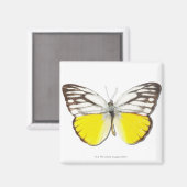 Cepora Aspasia Magnet (Vorderseite/Rückseite)