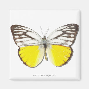 Cepora aspasia magnet