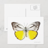 Cepora Aspasia Postkarte (Vorne/Hinten)