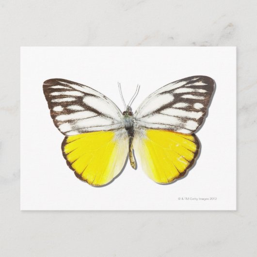 Cepora Aspasia Postkarte (Vorderseite)