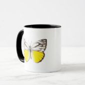 Cepora aspasia tasse (Vorderseite Links)