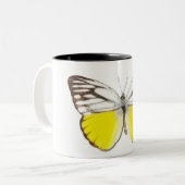 Cepora aspasia zweifarbige tasse (Vorderseite Links)