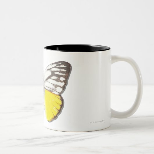 Cepora aspasia zweifarbige tasse (Rechts)