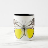 Cepora aspasia zweifarbige tasse (Mittel)