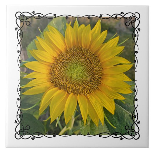 Ceramic Tile Fliese (Vorderseite)