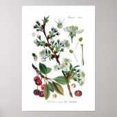 Cerasus vulgaris (Kirsche) Poster (Vorne)