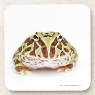 Ceratophrys Cranwelli, Cranwells gehörnter Frosch Getränkeuntersetzer