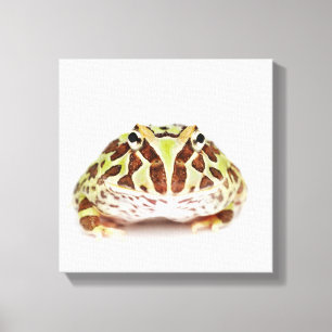 Ceratophrys Cranwelli, Cranwells gehörnter Frosch Leinwanddruck