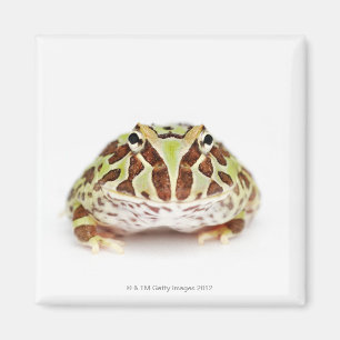 Ceratophrys Cranwelli, Cranwells Horned Frog, Magnet
