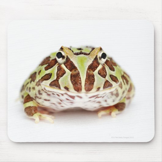 Ceratophrys Cranwelli, Cranwells Horned Frog, Mousepad (Vorne)