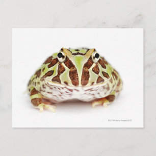 Ceratophrys Cranwelli, Cranwells Horned Frog, Postkarte