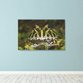 Ceratophrys cranwelli leinwanddruck (Insitu (Holzboden))