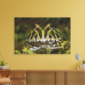 Ceratophrys cranwelli leinwanddruck (Insitu (Wohnzimmer))