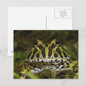 Ceratophrys cranwelli postkarte (Vorne/Hinten)