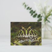 Ceratophrys cranwelli postkarte (Stehend Vorderseite)