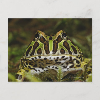 Ceratophrys cranwelli postkarte