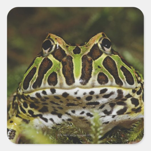 Ceratophrys cranwelli quadratischer aufkleber (Vorderseite)