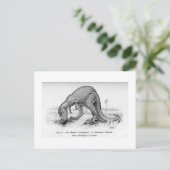 Ceratosaurus Art Postcard Postkarte (Stehend Vorderseite)