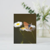 Ceraunus Blue Butterfly Postkarte (Stehend Vorderseite)