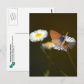 Ceraunus Blue Butterfly Postkarte (Vorne/Hinten)