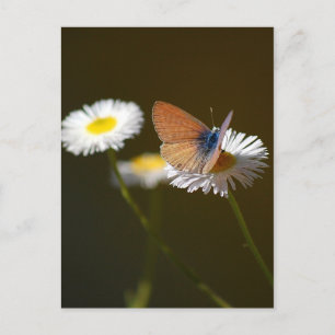 Ceraunus Blue Butterfly Postkarte