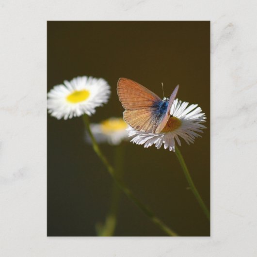 Ceraunus Blue Butterfly Postkarte (Vorderseite)