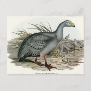 Cereopsis-Gans von Elizabeth Gould Postkarte
