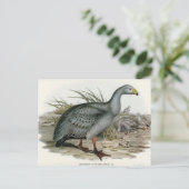 Cereopsis Goose von Elizabeth Gould Postkarte (Stehend Vorderseite)