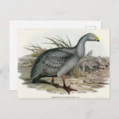 Cereopsis Goose von Elizabeth Gould Postkarte (Vorne/Hinten)