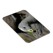 Cereopsis novaehollandiae oder Cape Barren Goose Magnet (Rechte Seite)