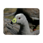 Cereopsis novaehollandiae oder Cape Barren Goose Magnet (Horizontal)