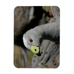 Cereopsis novaehollandiae oder Cape Barren Goose Magnet