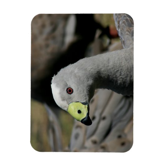 Cereopsis novaehollandiae oder Cape Barren Goose Magnet (Vertikal)