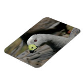 Cereopsis novaehollandiae oder Cape Barren Goose Magnet (Linke Seite)