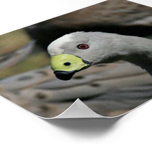 Cereopsis novaehollandiae oder Cape Barren Goose Poster (Ecke)
