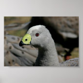 Cereopsis novaehollandiae oder Cape Barren Goose Poster (Vorne)