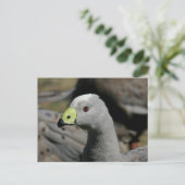 Cereopsis novaehollandiae oder Cape Barren Goose Postkarte (Stehend Vorderseite)