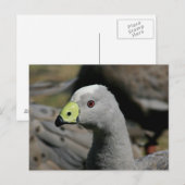 Cereopsis novaehollandiae oder Cape Barren Goose Postkarte (Vorne/Hinten)
