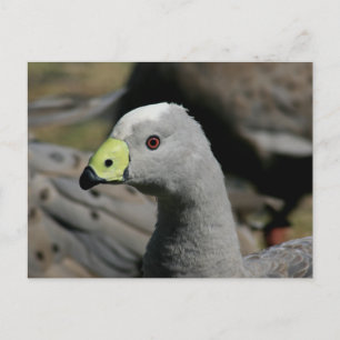 Cereopsis novaehollandiae oder Cape Barren Goose Postkarte