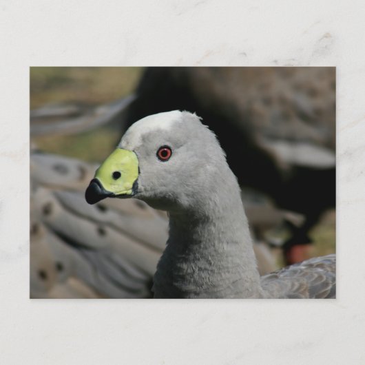Cereopsis novaehollandiae oder Cape Barren Goose Postkarte (Vorderseite)