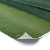 Cereus Fringe Poster (Ecke)