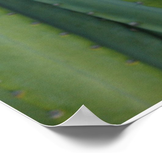 Cereus Fringe Poster (Ecke)