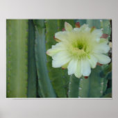 Cereus Fringe Poster (Vorne)