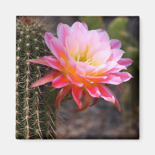 Cereus in rosa Kakteen Blüte Magnet