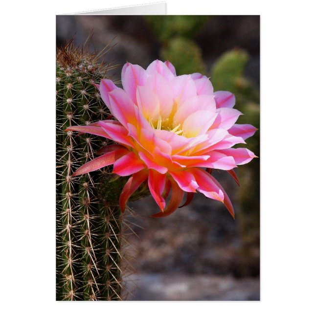 Cereus in rosa Kaktusblüte (Vorne)