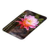 Cereus in rosa Kaktusblüte, Arizona Magnet (Linke Seite)