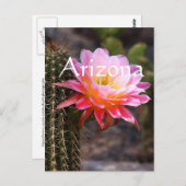 Cereus in rosa Kaktusblüte, Arizona Postkarte (Vorne/Hinten)
