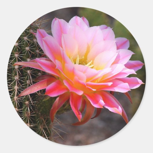 Cereus in rosa Kaktusblüte Runder Aufkleber (Vorderseite)