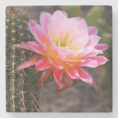 Cereus in rosa Kaktusblüte Steinuntersetzer (Vorderseite)