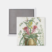 Cereus Minimus, c.1745 (farbige Litho) Magnet (Vorderseite/Rückseite)